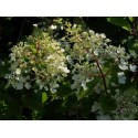 Hydrangea paniculata 'Sundae Fraise'®