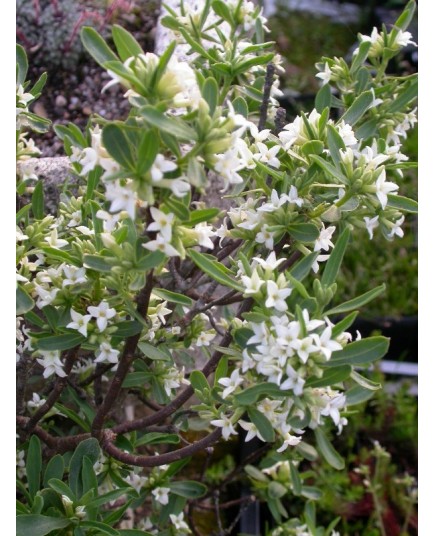 Daphne burkwoodii x 'Somerset'