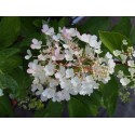 Hydrangea paniculata 'Sundae Fraise'®