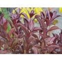 Weigela florida 'Alexandra'® (Wines & roses) - weigelia pourpre