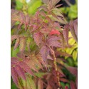 Sorbaria sorbifolia 'Sem'® - sorbaire