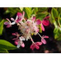 Hydrangea paniculata 'Diamant rouge' ®