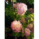 Hydrangea paniculata 'Limelight'®