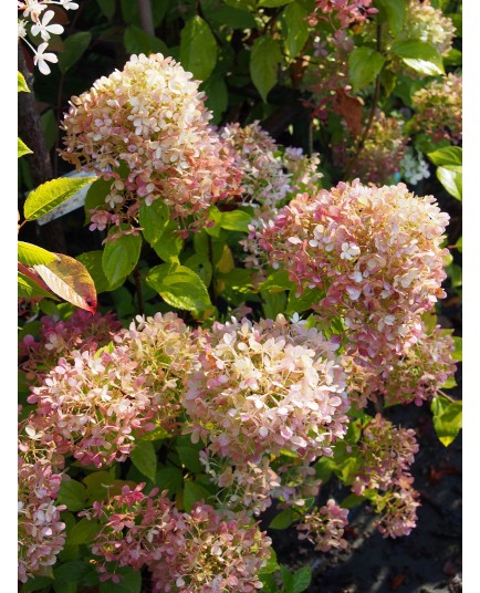 Hydrangea paniculata 'Limelight'®