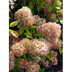 Hydrangea paniculata 'Limelight'®