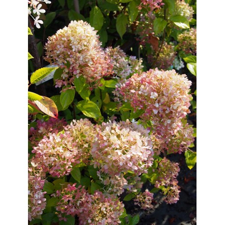 Hydrangea paniculata 'Limelight'®