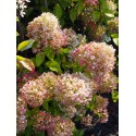 Hydrangea paniculata 'Limelight'®