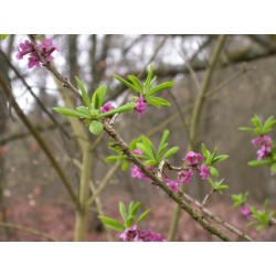 Daphne mezereum - Bois joli, bois gentil