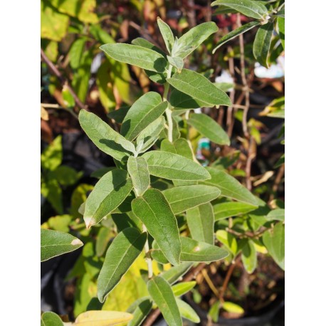 Elaeagnus angustifolia - Olivier de Bohême, Chalef à feuilles étroites