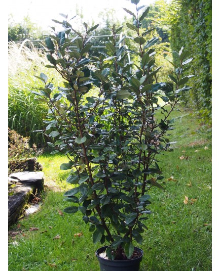 Elaeagnus ebbingei x 'Compacta'