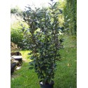 Elaeagnus ebbingei x 'Compacta'