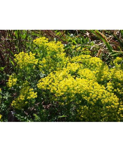 Euphorbia cyparissias