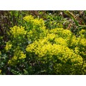 Euphorbia cyparissias