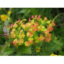 Euphorbia cyparissias