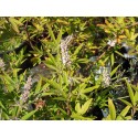 Vitex 'Silver Spire'