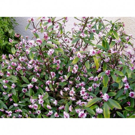 Daphne odora 'Aureomarginata' - Daphné parfumé / Bois joli odorant