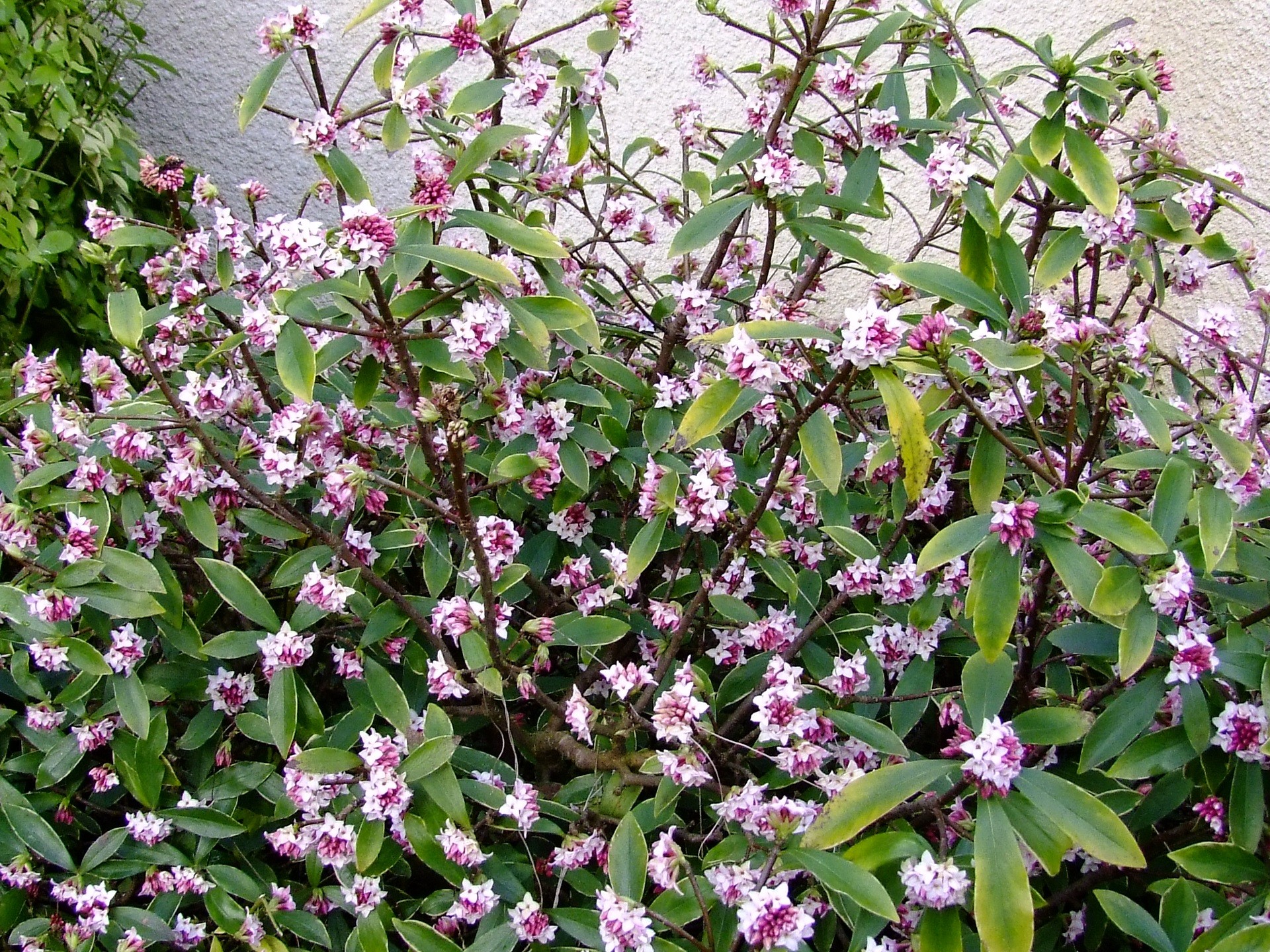 planter une daphne odora
