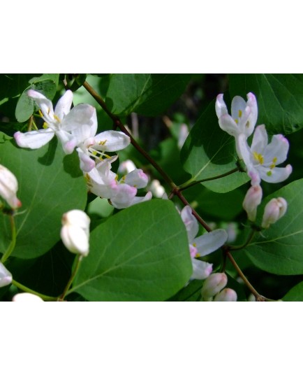 Lonicera amoena x - chèvrefeuille de Tatarie