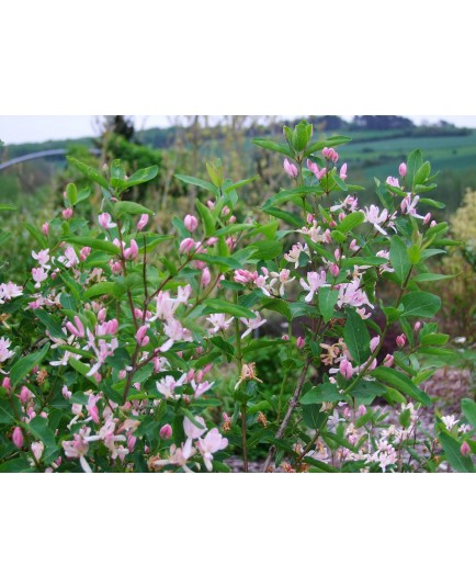 Lonicera amoena x 'Rosea'