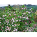 Lonicera amoena x 'Rosea'