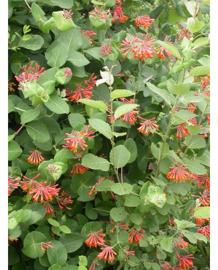 Lonicera brownii x 'Dropmore Scarlet'- Chevrefeuilles grimpants