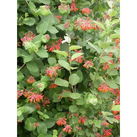 Lonicera brownii x 'Dropmore Scarlet'- Chevrefeuilles grimpants