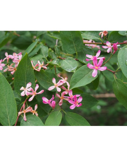 Lonicera tatarica - Chèvrefeuille de tatarie