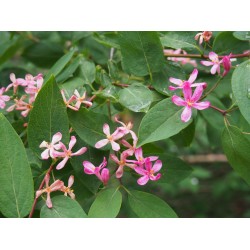 Lonicera tatarica - Chèvrefeuille de tatarie