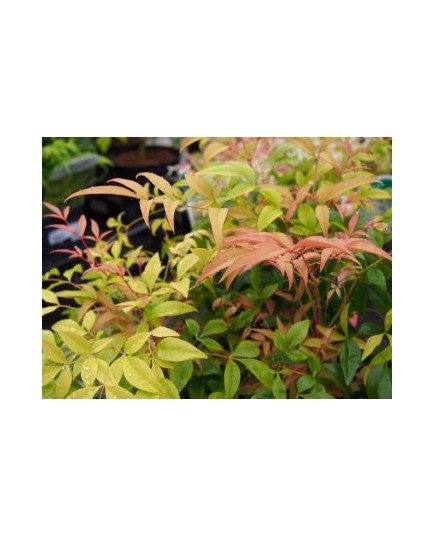 Nandina 'Magical Sunrise'