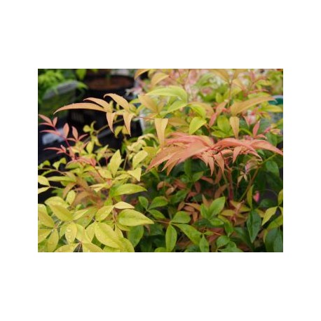 Nandina 'Magical Sunrise'