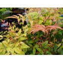 Nandina 'Magical Sunrise'