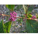 Callicarpa bodinieri var. giraldii 'Profusion'