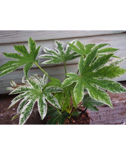 Fatsia japonica 'Spider's Web'