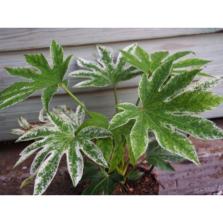 Fatsia japonica 'Spider's Web'