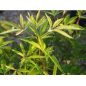 Vitex agnus castus 'Pink Pinnacle'®