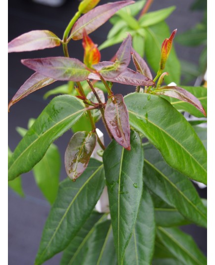 Lonicera henryi 'Copper Beauty' ® - Chèvrefeuille grimpant