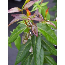 Lonicera henryi 'Copper Beauty' ® - Chèvrefeuille grimpant