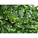 Davidia involucrata -Arbre aux mouchoirs