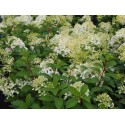 Hydrangea paniculata 'Bobo'®