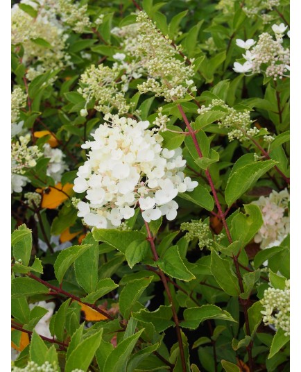 Hydrangea paniculata 'Grandiflora'