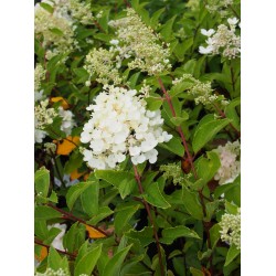 Hydrangea paniculata 'Grandiflora'