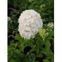 Hydrangea paniculata 'Polar Bear'®