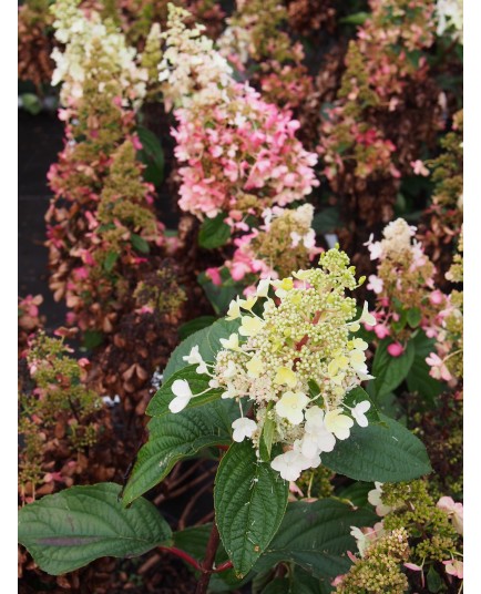 Hydrangea paniculata 'Pinky Winky'