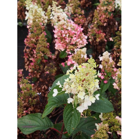 Hydrangea paniculata 'Pinky Winky'