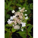 Hydrangea paniculata 'Tardiva'