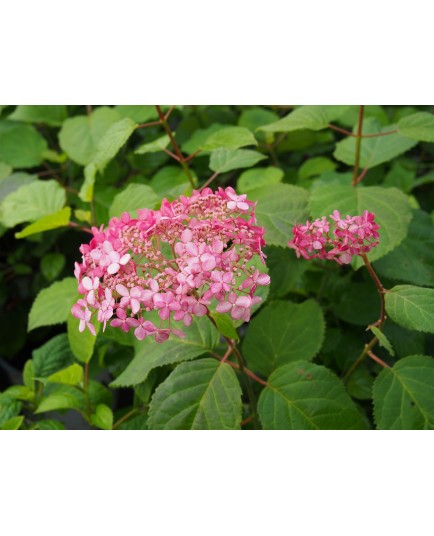 Hydrangea arborescens 'Strong Annabelle'®