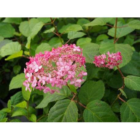 Hydrangea arborescens 'Strong Annabelle'®