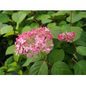 Hydrangea arborescens 'Strong Annabelle'®