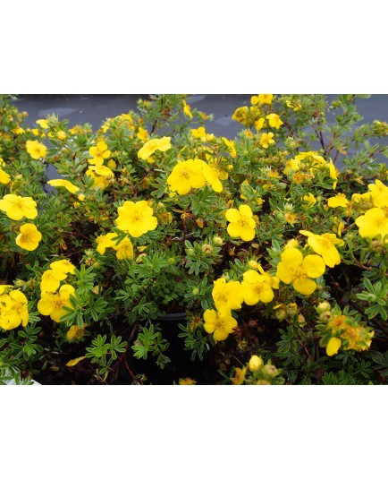 Potentilla fruticosa 'Goldteppich' - potentille tapissante