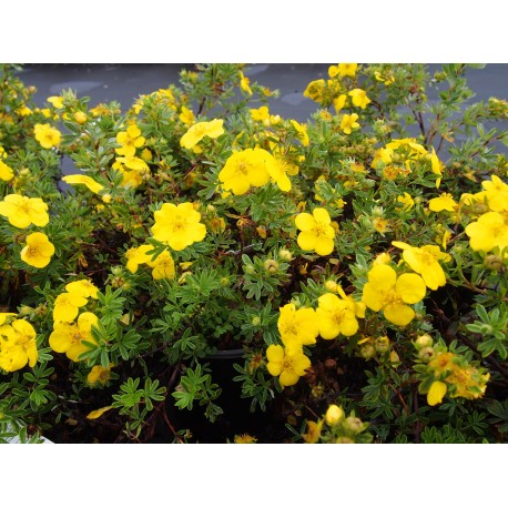 Potentilla fruticosa 'Goldteppich' - potentille tapissante